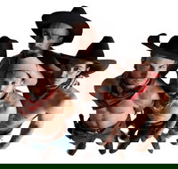 RAILED by Head First Acrobats - Maitland Accommodation