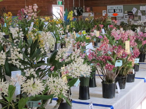 Sapphire Coast Orchid Club Spring Orchid Show - Maitland Accommodation 0