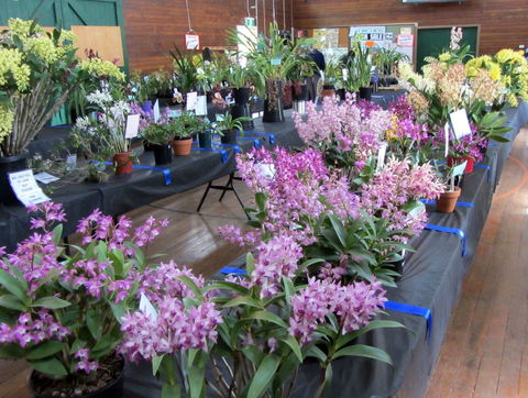 Sapphire Coast Orchid Club Spring Orchid Show - Maitland Accommodation 1