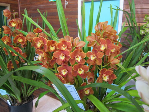 Sapphire Coast Orchid Club Spring Orchid Show - Maitland Accommodation 2