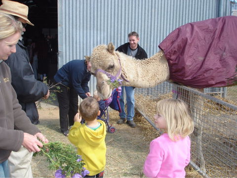 Wangaratta Show - Maitland Accommodation 1