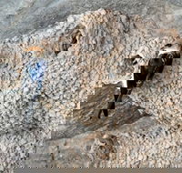 2020 Katherine Bird Festival - Maitland Accommodation