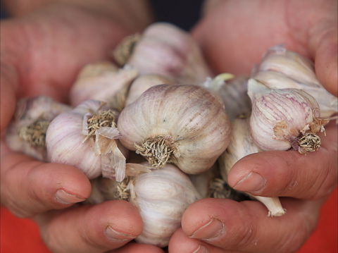 Armidale Farmers' Market - Maitland Accommodation 0