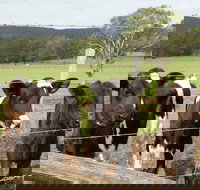 Bandon Grove Farm Tours - Maitland Accommodation