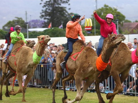 Camel Races At Penrith Paceway - Maitland Accommodation 0