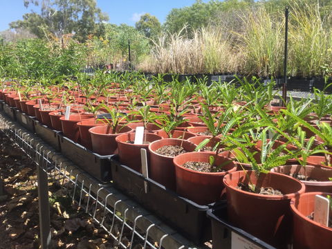 Conservation Volunteers Australia Townsville - Ocean View Nursery - Maitland Accommodation 2
