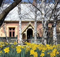 Daffodils at Rydal - Maitland Accommodation