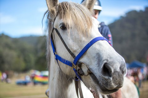Horses Birthday Festival - Maitland Accommodation 1