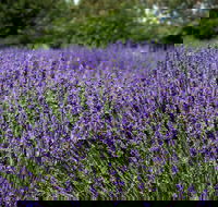 Lavender Herb and Chilli Festival - Maitland Accommodation