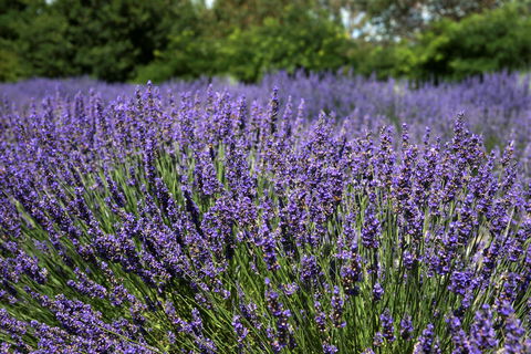 Lavender Herb And Chilli Festival - Maitland Accommodation 0