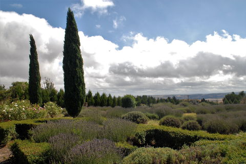 Lavender Herb And Chilli Festival - Maitland Accommodation 1