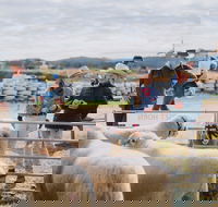 Mudgee Small Farm Field Days - Maitland Accommodation