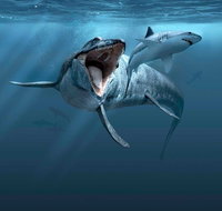 Sea Monsters - Prehistoric Ocean Predators - Maitland Accommodation
