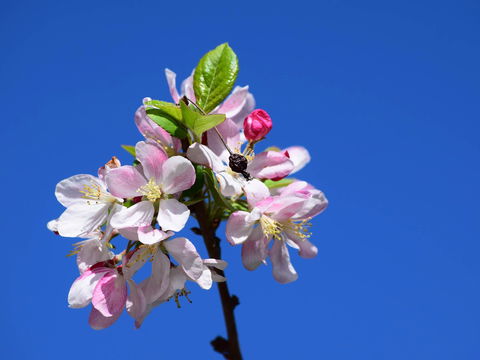 Spring Time At Hunter Valley Gardens - Maitland Accommodation 0