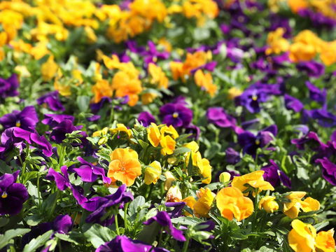 Spring Time At Hunter Valley Gardens - Maitland Accommodation 2