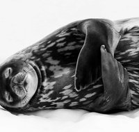 Wildlife Photographer of the Year - Maitland Accommodation