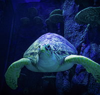 Sydney's Aquarium - Maitland Accommodation
