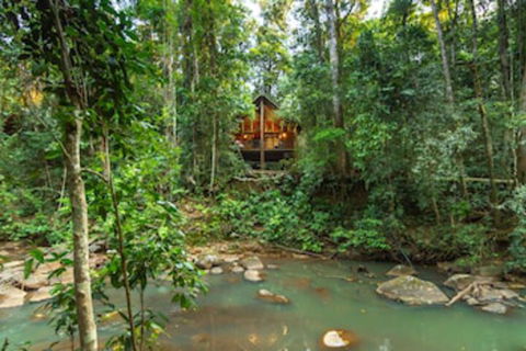The Canopy Rainforest Treehouses And Wildlife Sanctuary - Maitland Accommodation 0