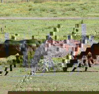 Airport Motel Sir Francis Drake - Maitland Accommodation