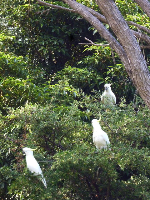 Coachman's Eden - Maitland Accommodation 3