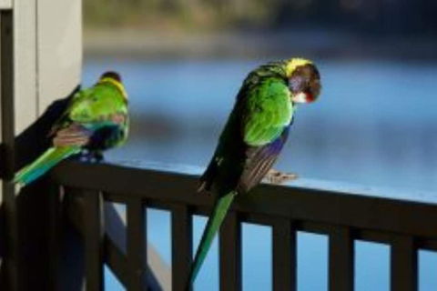 RAC Karri Valley Resort - Maitland Accommodation 3