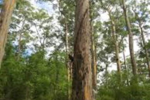 RAC Karri Valley Resort - Maitland Accommodation 1