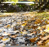 Cradle Forest Inn - Maitland Accommodation
