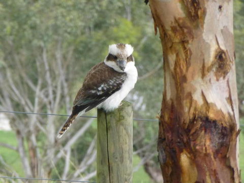 The Little House On The Hill - Maitland Accommodation 6