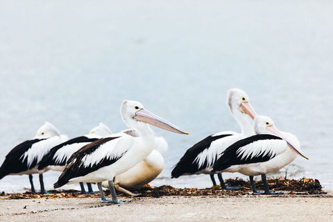 Jacobs Well Tourist Park - Maitland Accommodation 4