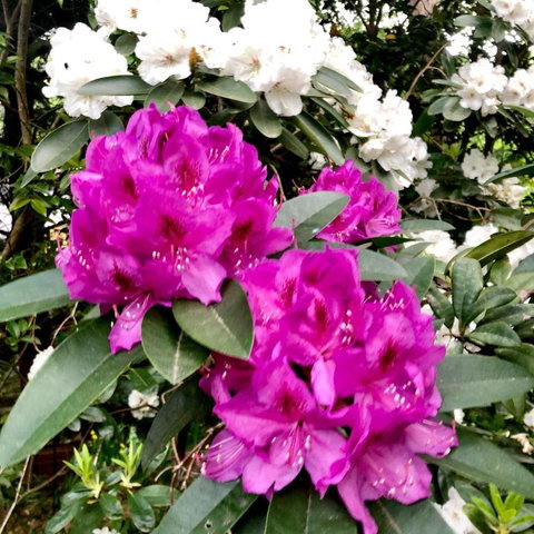 Aldgate Creek Cottage Bed & Breakfast - Maitland Accommodation 5