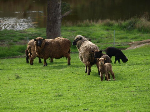 Rickaty On Blackwood - Maitland Accommodation 6