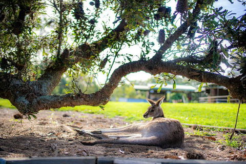 Waterfall Springs Retreat And Wildlife Sanctuary - Maitland Accommodation 5