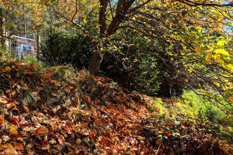 Mountain Blue Guest Accommodation - Maitland Accommodation 1