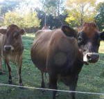 Drumreagh Bed  Breakfast Cabins - Maitland Accommodation