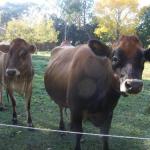 Drumreagh Bed & Breakfast Cabins - Maitland Accommodation 0