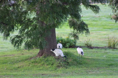 Nyora Lodge B & B - Maitland Accommodation 3