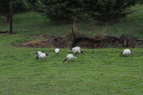 Nyora Lodge B & B - Maitland Accommodation 2