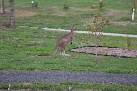 Nyora Lodge B & B - Maitland Accommodation 7