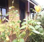 Albion Cottage - Maitland Accommodation