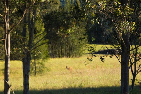 Windsors Edge Cottage Rothbury - Maitland Accommodation 2