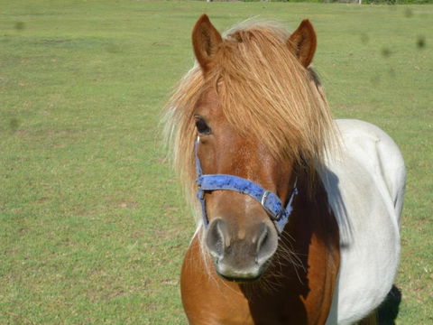 Woodvale At Cooma - Maitland Accommodation 6