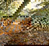 Cape Otway Cottages - Maitland Accommodation
