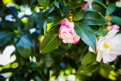 Whispering Pines Cottages - Maitland Accommodation 3