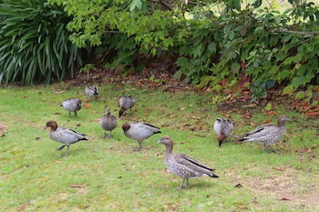 Leura Fairways West - Maitland Accommodation 0