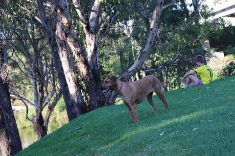 Bridge Motel Wellington - Maitland Accommodation 1