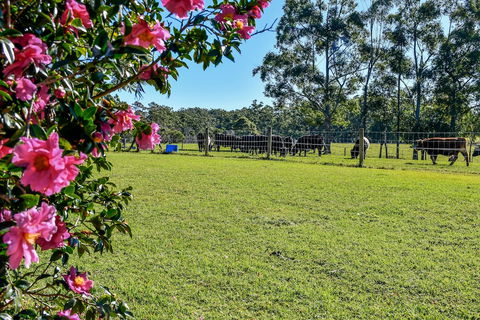 Curra Homestead Maleny - Maitland Accommodation 1