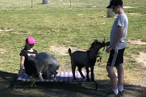 High Country Trail Rides & Farm Stay - Maitland Accommodation 5