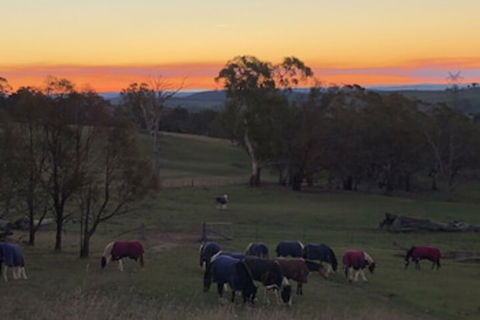 High Country Trail Rides & Farm Stay - Maitland Accommodation 0