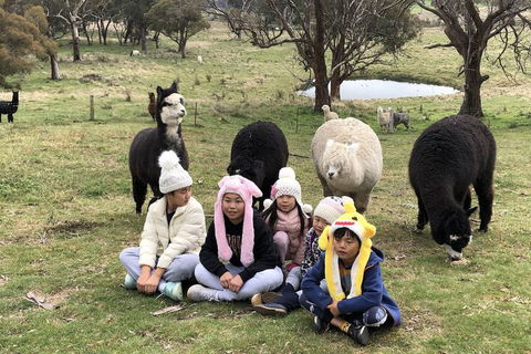 High Country Trail Rides & Farm Stay - Maitland Accommodation 2