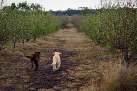 Straw House Farm B & B - Maitland Accommodation 2